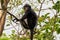 Closeup shot of a yellow-tailed woolly monkey in the wild with a background of tree leaves