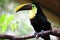 Closeup shot of a yellow-throated toucan comfortably perched on a branch