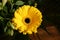 Closeup shot of a yellow Transvaal daisy in a bouquet on the table under the lights