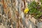 Closeup shot of a yellow wildflower growing on a rock formation