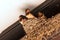 Closeup shot of young barn swallow chicks