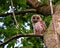 Closeup shot of a young barred owl surveying from the tree branch