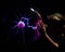 Closeup shot of a young boy holding a large purple plasma ball on a black background