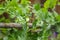 Closeup shot of young corn crop growing in raised container garden