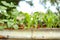 Closeup shot of young corn crop growing in raised container garden