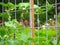 Closeup shot of a young cucumber plant crawling in metal trellises in a farm garden