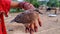 Closeup shot of a young dove sitting on  hand