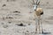 Closeup shot of a young gemsbok staring straight at the camera