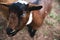 Closeup shot of a young goat in California ranch with a blurred background