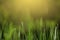 Closeup shot of young green grass shooting up in air with blur dark background