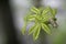 Closeup shot of young hemp leaf on a tree branch