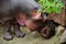 Closeup shot of a young hippo smelling on a dirt ground