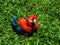 Closeup shot of a young scarlet macaw parrot on the green grass