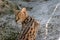 Closeup shot of young serval in nature