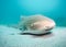 Closeup shot of a zebra shark (Stegostoma tigrinum) under the water