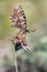 Closeup shot of Zerynthia rumina butterfly on a plant with thorns