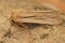 Closeup on the Should striped wainscot owlet moth Leucania comma , sitting on wood