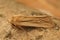 Closeup on the Should striped wainscot owlet moth Leucania comma , sitting on wood