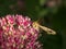 Closeup of a Shoulder-striped clover on a beautiful pink flower