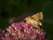 Closeup of a Shoulder-striped clover on a beautiful pink flower