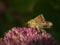 Closeup of a Shoulder-striped clover on a beautiful pink flower