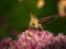 Closeup of a Shoulder-striped clover on a beautiful pink flower