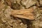 Closeup on a Shoulder-striped Wainscot motrh, Leucania comma sitting on wood