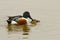 Closeup of shoveler ducks mating at a lake