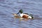 Closeup of shoveler ducks mating at a lake