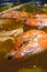 Closeup of Shrimps in Sinigang na Hipon Soup. A popular Filipino soup or stew characterized by its sour and savoury taste