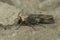 Closeup on the Shuttle-shaped Dart owlet moth, Agrotis puta, sitting on the ground