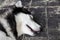 Closeup of Siberian Husky dog sleeping on black wood platform