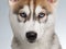 Closeup Siberian Husky Puppy on White