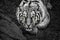 Closeup of Siberian tiger  Amur tiger