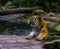 Closeup of a siberian tiger enjoying a bath, Bathing mammal, endangered animal specie from Siberia