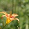 Closeup Side Macro Long Extended Pistil Bold Daylily Tiger Lily Abstract Green Bokeh Nature Background Selective Focus