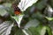 Closeup of the side of an orange golden longwing butterfly perched on a green leaf