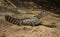 Closeup side on portrait of Black Caiman Melanosuchus niger head staring at camera, Bolivia