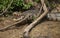 Closeup side on portrait of Black Caiman Melanosuchus niger on riverbank  with jaws  and teeth wide open, Bolivia