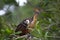 Closeup side on portrait of colorful Hoatzin Opisthocomus hoazin bird sitting on branch facing camera, Bolivia