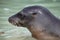 Closeup side on portrait of Galapagos Fur Seal Arctocephalus galapagoensis head sticking out of water Galapagos Islands, Ecuador