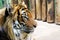 Closeup side portrait of a Sumatran tiger, look at right