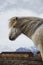 Closeup side portrait of typical wild white Icelandic horse pony breed farm animal in Iceland
