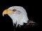 Closeup of the side profile of a bald eagle under the lights against a black background