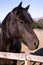 Closeup of the side profile of a brown horse behind wooden fences with a blurry background