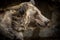 Closeup side profile of a grizzly bear looking straight forward