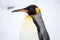 Closeup of the side profile of a king penguin under the sunlight during the snowfall in Hokkaido