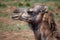 Closeup side profile shot of the head of a camel in a field