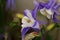 Closeup of  side of purple columbine Aquilegia flowers against a blurred bacground in the garden