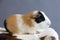 Closeup side view of adorable tricolor guinea pig with black patch on his button eye lying down